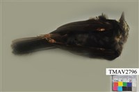 藏品(紅嘴黑鵯)的圖片